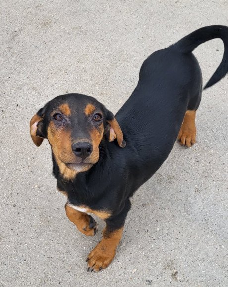 hands4animals-tierschutz-hunderettung-hund-adoptieren-Patenschaft-Faelan-00 (3)
