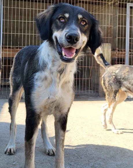 hands4animals-tierschutz-hunderettung-hund-adoptieren-Patenschaft-Feyra-00 (1)