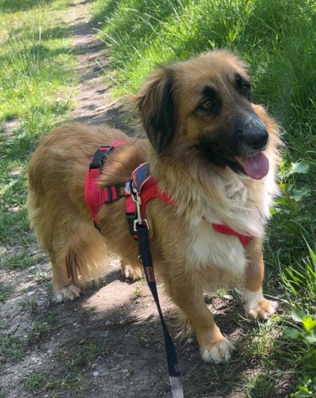hands4animals-tierschutz-hunderettung-hund-adoptieren-Patenschaft-Grace-00 (4)