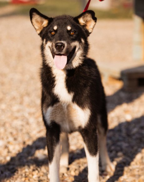 hands4animals-tierschutz-hunderettung-hund-adoptieren-Patenschaft-Khan-00 (7)