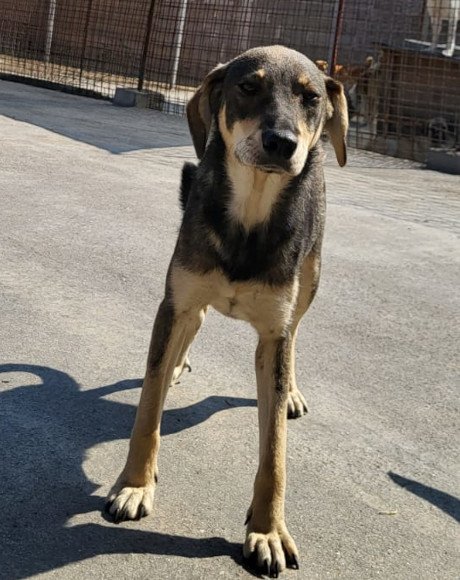 hands4animals-tierschutz-hunderettung-hund-adoptieren-Patenschaft-Pika-00 (1)