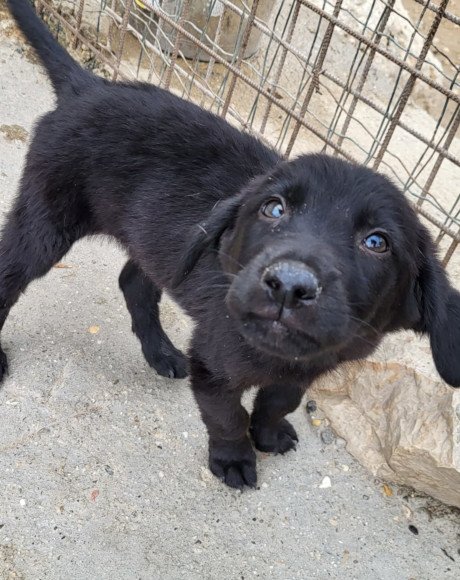 hands4animals-tierschutz-hunderettung-hund-adoptieren-Patenschaft-Rhys-00 (1)
