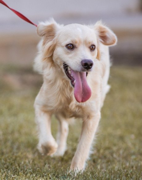 hands4animals-tierschutz-hunderettung-hund-adoptieren-Patenschaft-Rudi-00 (2)