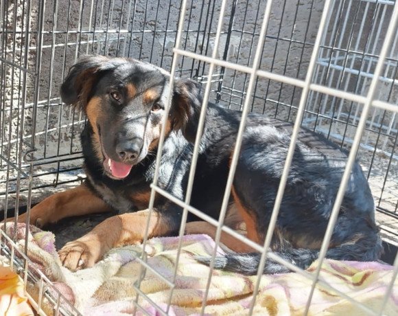 hands4animals-tierschutz-hunderettung-hund-adoptieren-Patenschaft-Vaiana-00 (4)