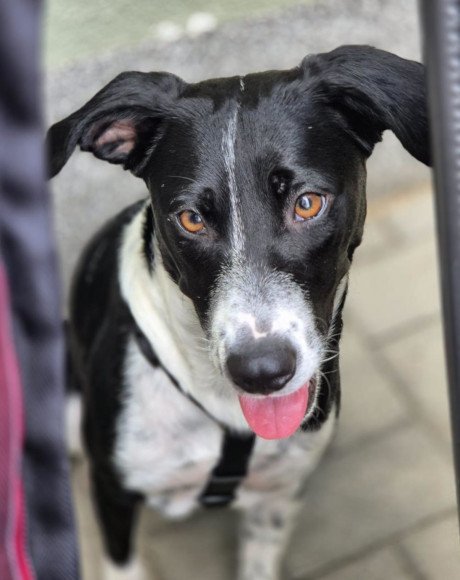 hands4animals-tierschutz-hunderettung-hund-adoptieren-Patenschaft-Wilma-00 (1)