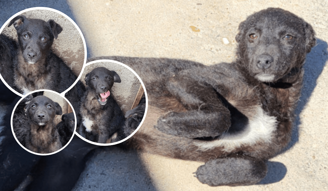 Elsie braucht deine Hilfe – damit sie endlich ihr Glück findet 🐾