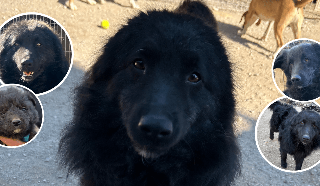 Lenzis Chance auf ein neues Leben – hilfst du ihm dabei auszureisen? 🐾