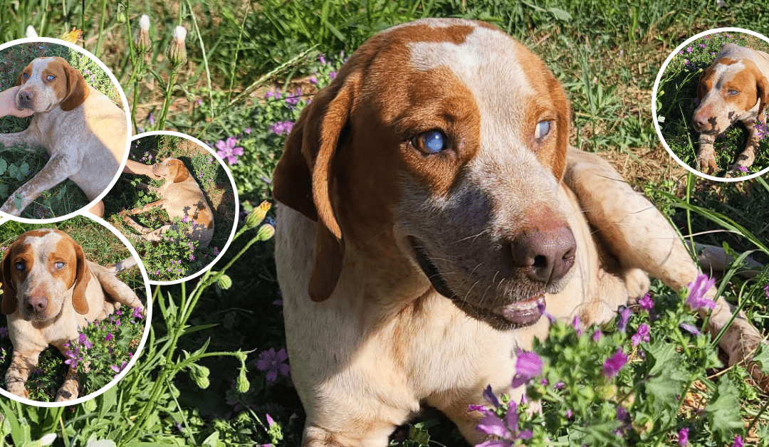 Ein Happy End für Stevie Wonder – hilfst du ihm dabei auszureisen? 🐾