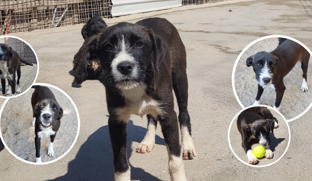 Xavi wartet sehnsüchtig auf sein Glück – hilfst du ihm dabei auszureisen? 🐾