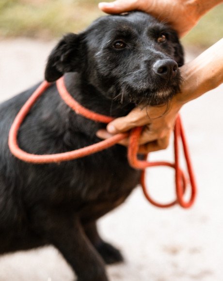 hands4animals-tierschutz-hunderettung-hund-adoptieren-Patenschaft-Ebony-00 (5)