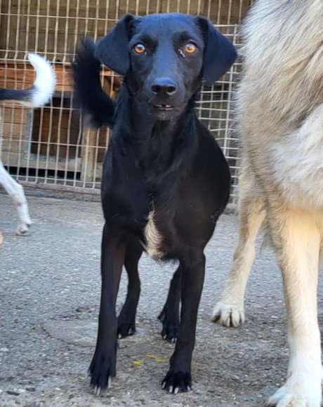 hands4animals-tierschutz-hunderettung-hund-adoptieren-Patenschaft-Freya-00 (1)