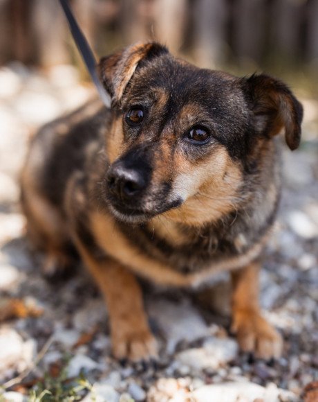 hands4animals-tierschutz-hunderettung-hund-adoptieren-Patenschaft-Kenai-00 (3)