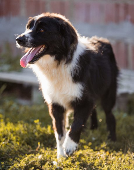 hands4animals-tierschutz-hunderettung-hund-adoptieren-Patenschaft-Kora-00 (4)