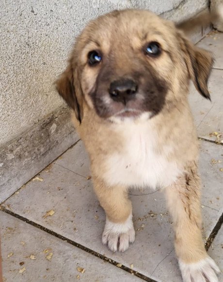 hands4animals-tierschutz-hunderettung-hund-adoptieren-Patenschaft-Lilly-00 (2)