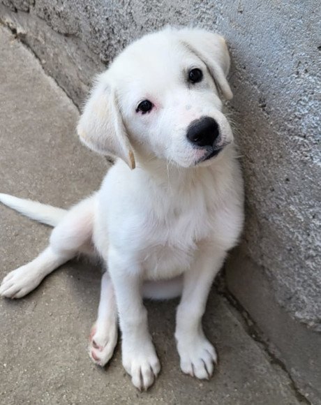 hands4animals-tierschutz-hunderettung-hund-adoptieren-Patenschaft-Lorenz-00 (8)