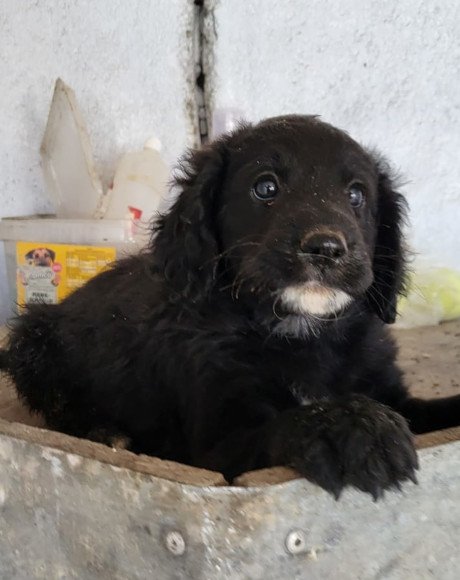 hands4animals-tierschutz-hunderettung-hund-adoptieren-Patenschaft-Mila-00 (2)