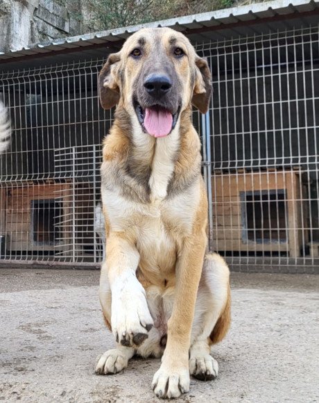 hands4animals-tierschutz-hunderettung-hund-adoptieren-Patenschaft-Miriam-00 (2)