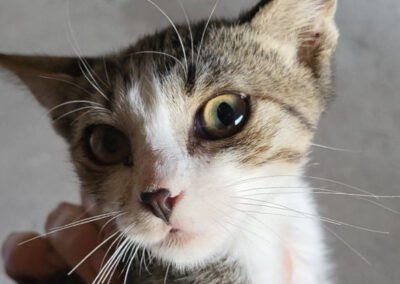 Namenspate gesucht 2 – Katze
