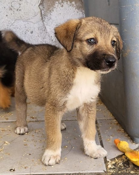 hands4animals-tierschutz-hunderettung-hund-adoptieren-Patenschaft-Peppina-00 (1)