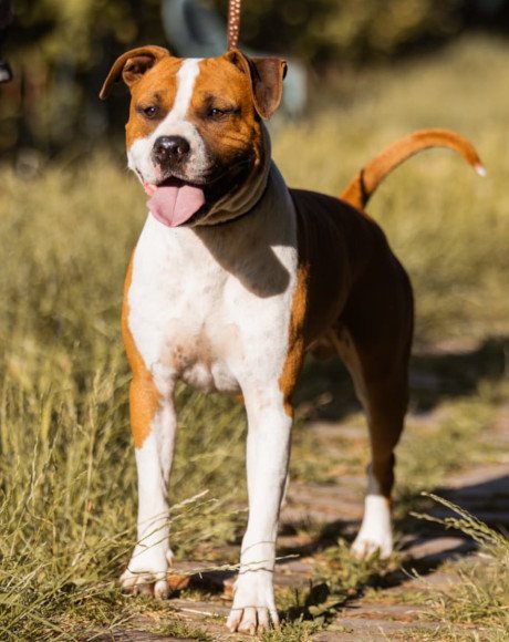 hands4animals-tierschutz-hunderettung-hund-adoptieren-Patenschaft-Red-00 (3)
