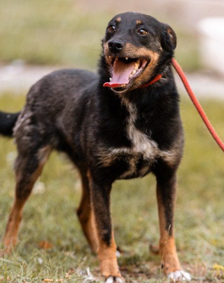 hands4animals-tierschutz-hunderettung-hund-adoptieren-Patenschaft-Rio-00 (2)