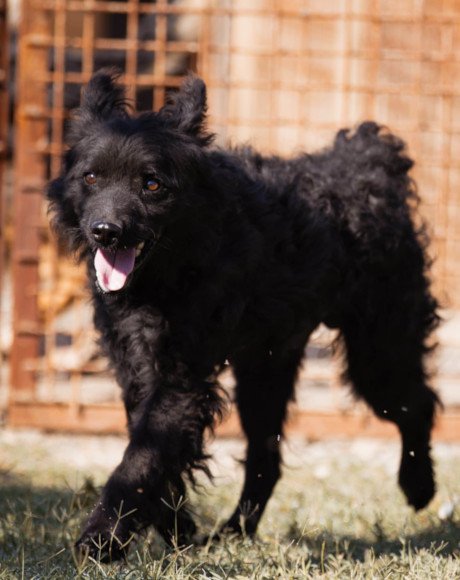 hands4animals-tierschutz-hunderettung-hund-adoptieren-Patenschaft-Rio-00 (5)