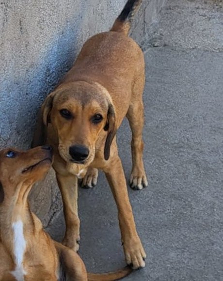 hands4animals-tierschutz-hunderettung-hund-adoptieren-Patenschaft-Stella-00 (2)