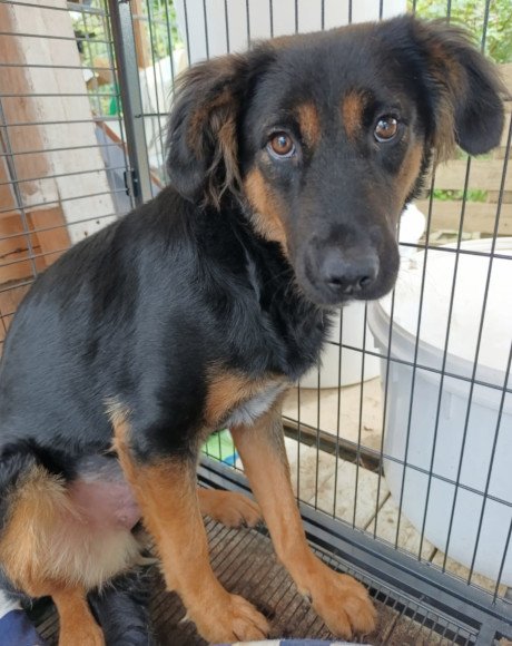 hands4animals-tierschutz-hunderettung-hund-adoptieren-Patenschaft-Vaiana-00 (13)