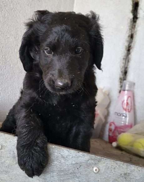 hands4animals-tierschutz-hunderettung-hund-adoptieren-Patenschaft-Yuki-00 (1)