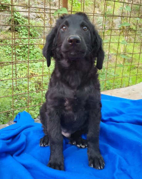 hands4animals-tierschutz-hunderettung-hund-adoptieren-Patenschaft-Yuki-00 (6)