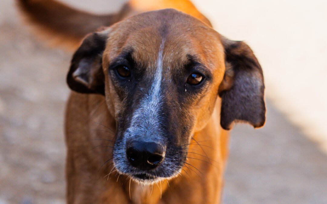 Amigo | Gnadenplatz gefunden