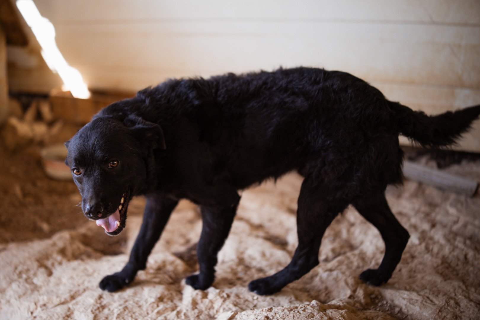 Hands4Animals-Bruce-00 (1)