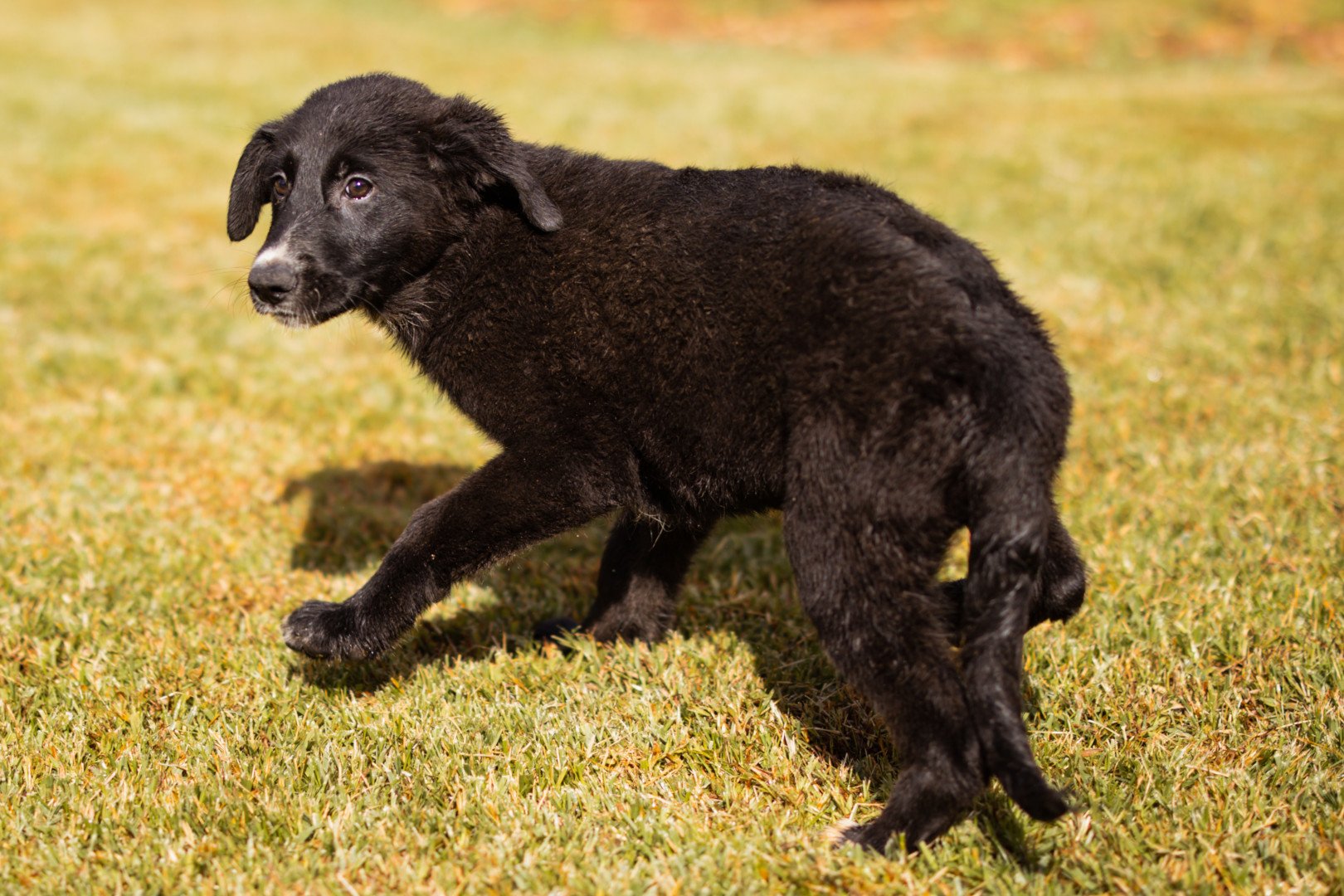 Hands4Animals-Eliana-00 (11)