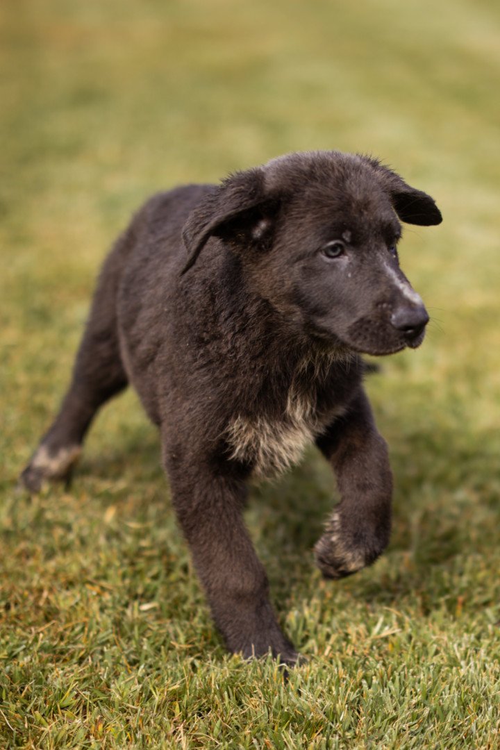 Hands4Animals-Jasper-00-24