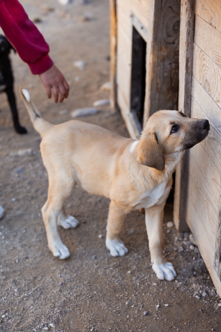 Hands4Animals-Lilly-00-11