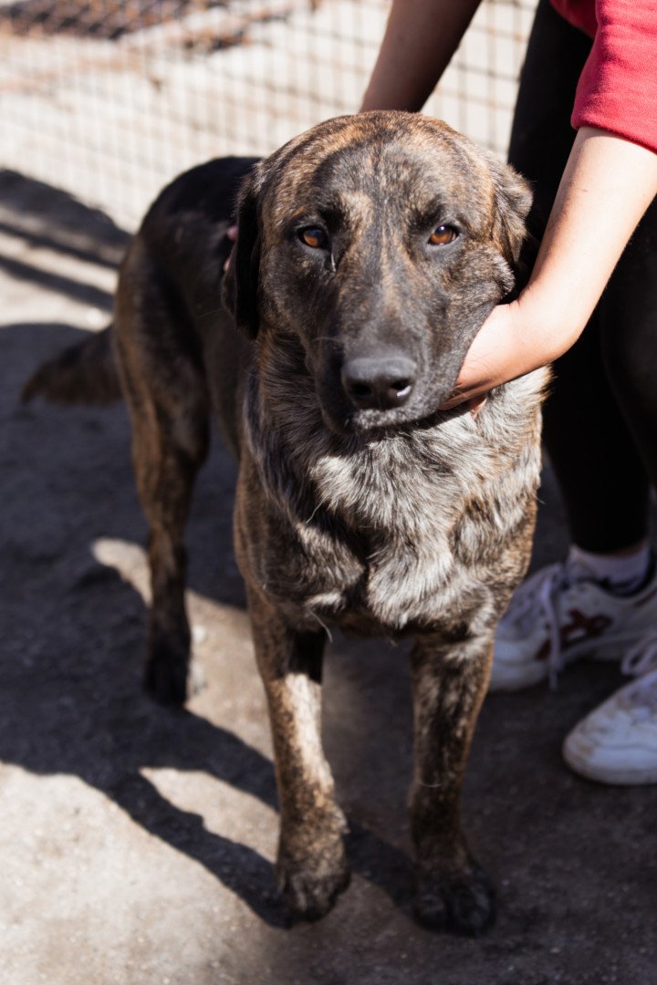 Hands4Animals-Ludwig-00-28