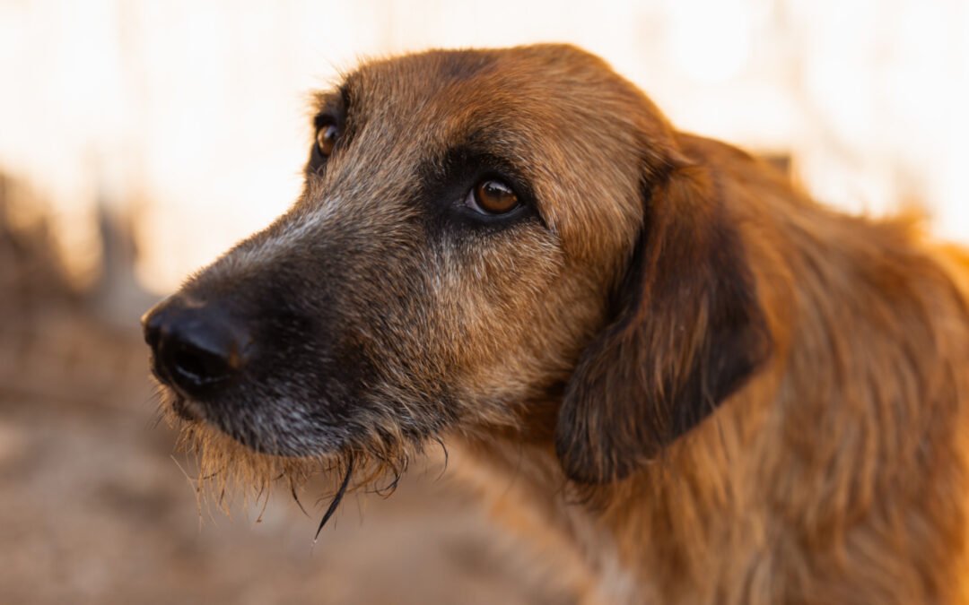 Oscar ♂️ in 74749 Rosenberg