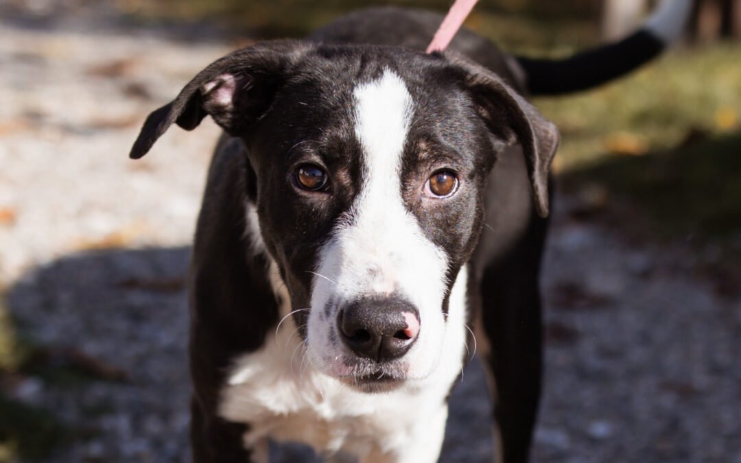 Rocky ♂️ in 50674 Köln