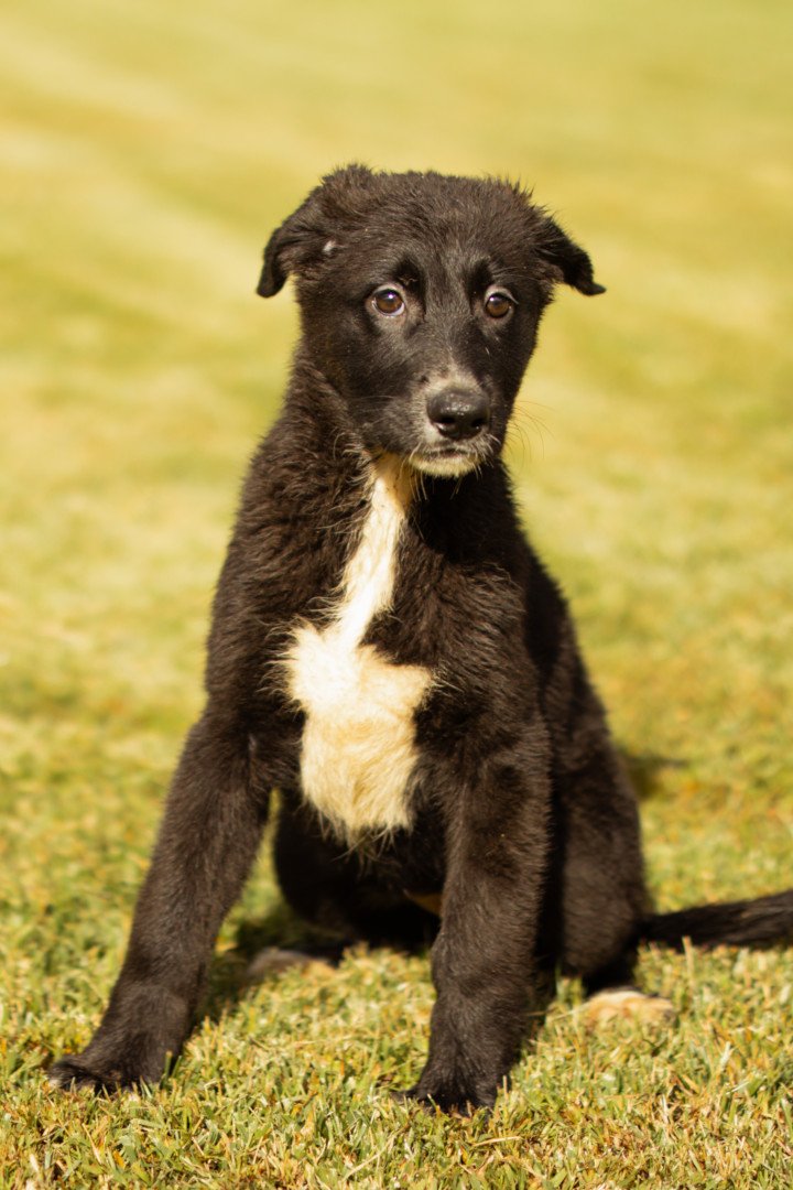 Hands4Animals-Taya-00-14