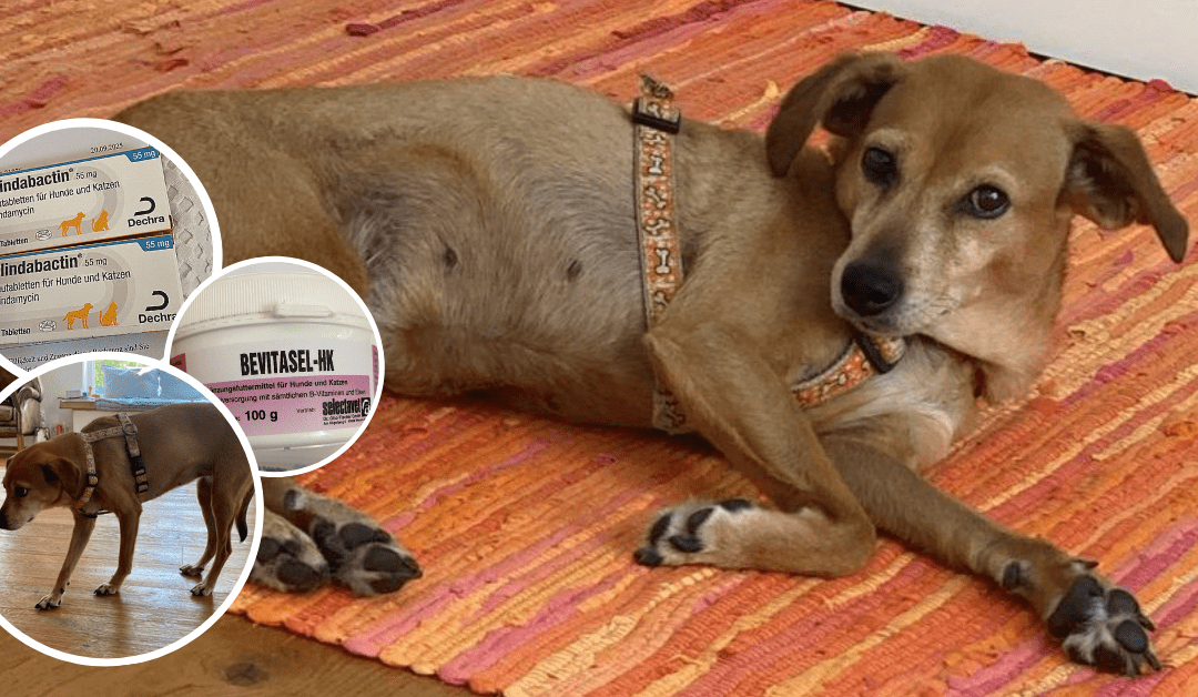 ❤️ Bitte hilf unserer Mathilda – spende für ihre Tierarztkosten! ❤️