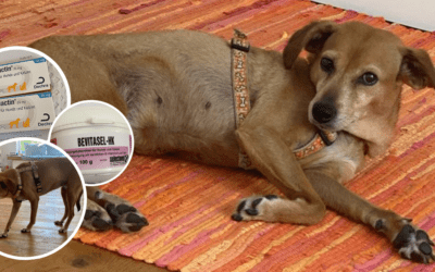 ❤️ Bitte hilf unserer Mathilda – spende für ihre Tierarztkosten! ❤️