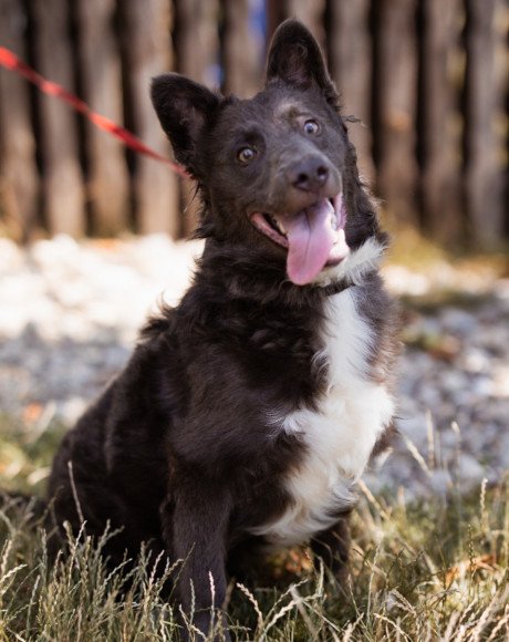hands4animals-tierschutz-hunderettung-hund-adoptieren-Patenschaft-Blu-00 (14)