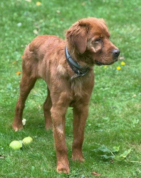 hands4animals-tierschutz-hunderettung-hund-adoptieren-Patenschaft-Felix-00 (10)