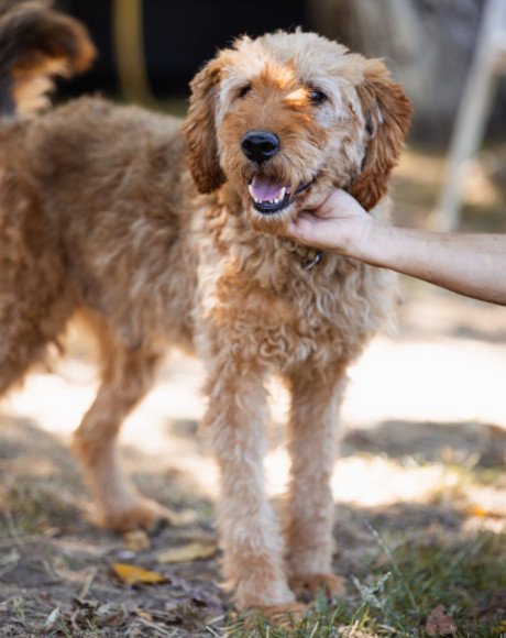 hands4animals-tierschutz-hunderettung-hund-adoptieren-Patenschaft-Gogo-00 (4)