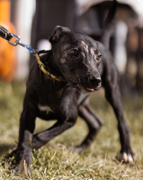 hands4animals-tierschutz-hunderettung-hund-adoptieren-Patenschaft-Luna-00 (3)
