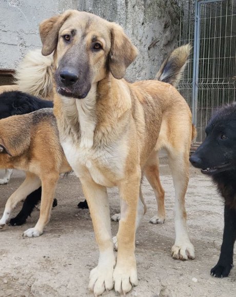 hands4animals-tierschutz-hunderettung-hund-adoptieren-Patenschaft-Miriam-00 (1)