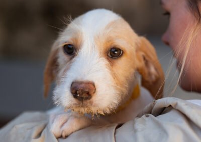 Namenspate gesucht 11 – Hündin