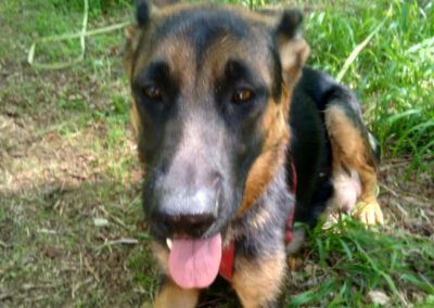 Namenspate gesucht 2 – Hündin