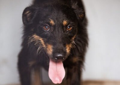 Namenspate gesucht 2 – Rüde