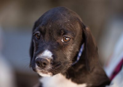 Namenspate gesucht 3 – Rüde